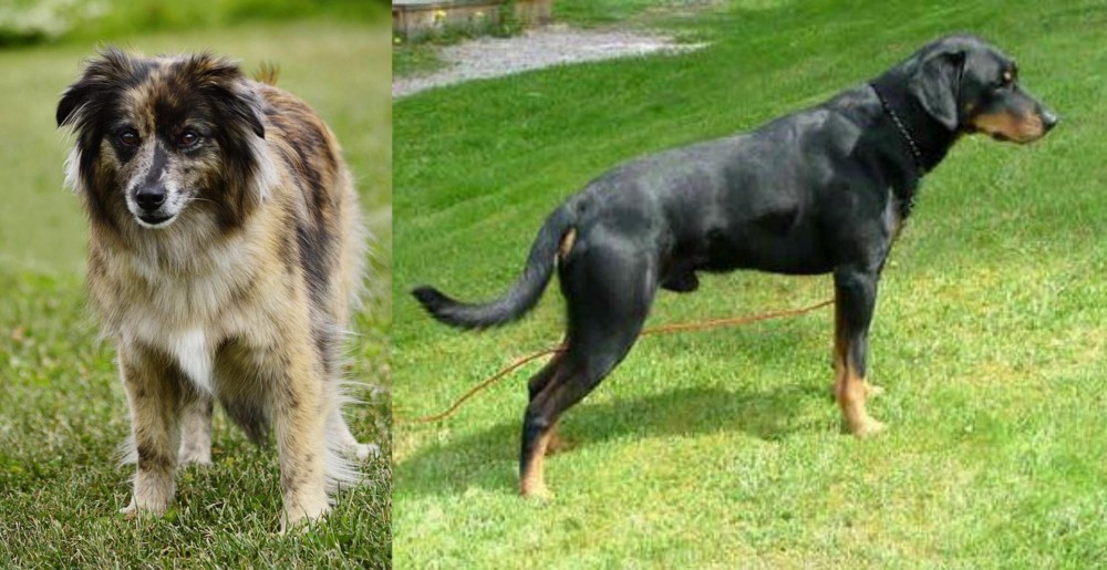 Smalandsstovare vs Pyrenean Shepherd - Breed Comparison