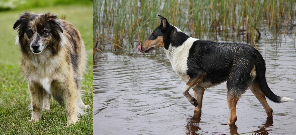Smooth Collie vs Pyrenean Shepherd - Breed Comparison