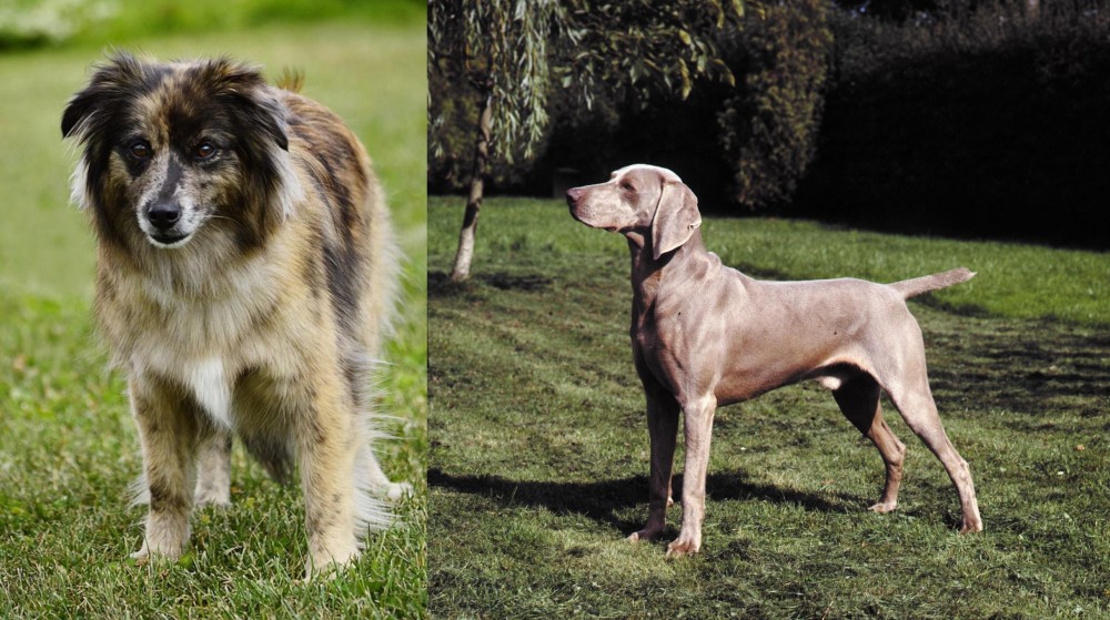 Smooth Haired Weimaraner vs Pyrenean Shepherd - Breed Comparison
