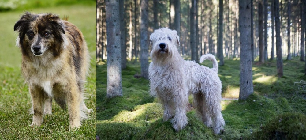 Soft-Coated Wheaten Terrier vs Pyrenean Shepherd - Breed Comparison