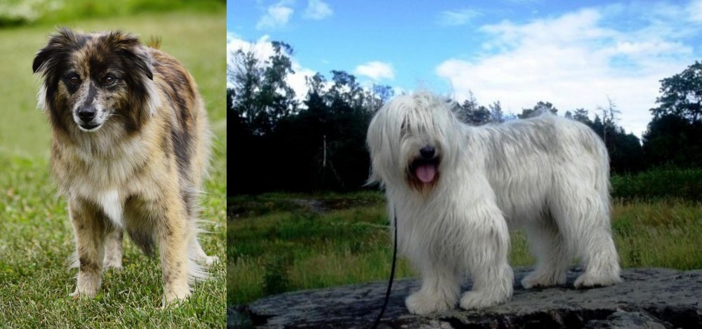 South Russian Ovcharka vs Pyrenean Shepherd - Breed Comparison