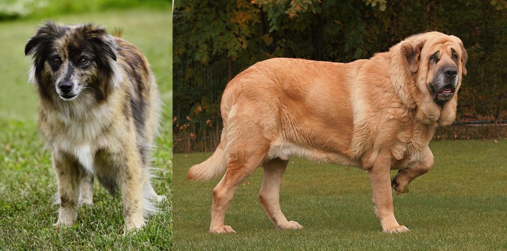 Spanish Mastiff vs Pyrenean Shepherd - Breed Comparison