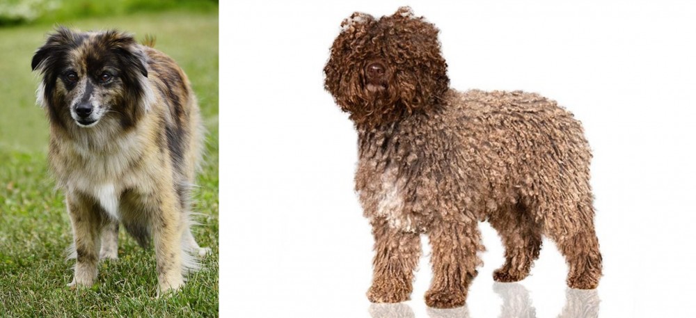 Spanish Water Dog vs Pyrenean Shepherd - Breed Comparison