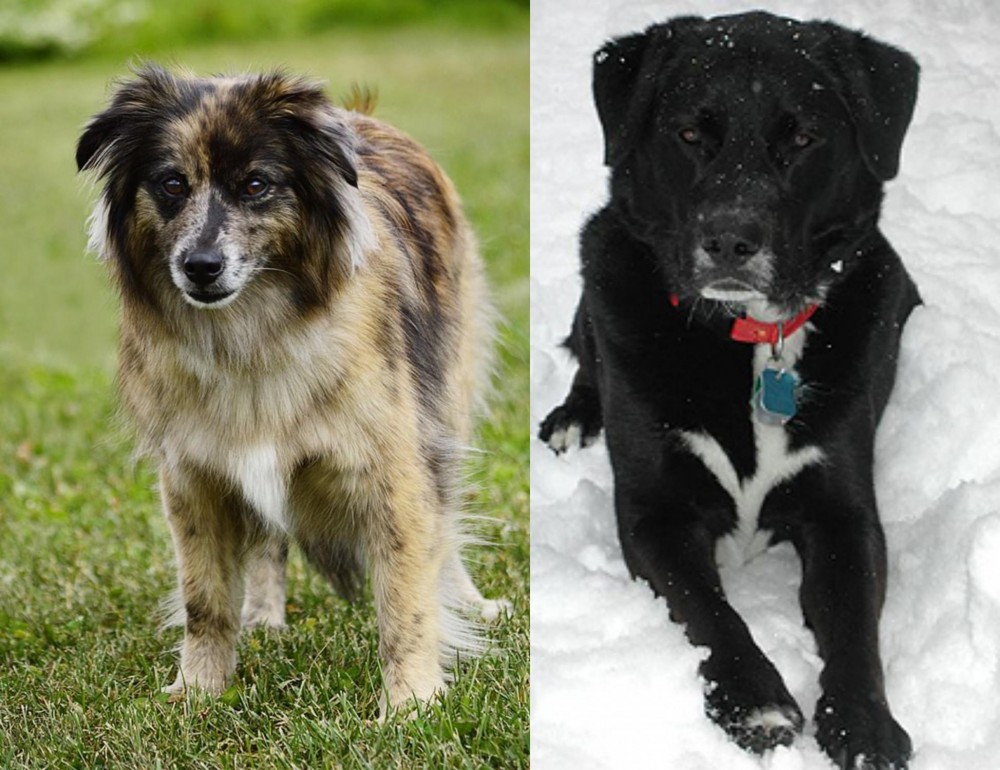 St. John's Water Dog vs Pyrenean Shepherd - Breed Comparison