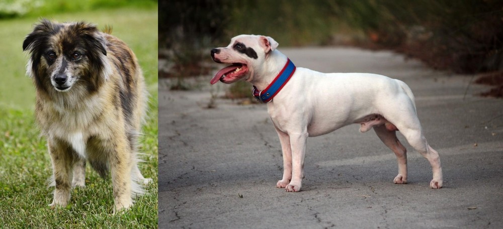 Staffordshire Bull Terrier vs Pyrenean Shepherd - Breed Comparison