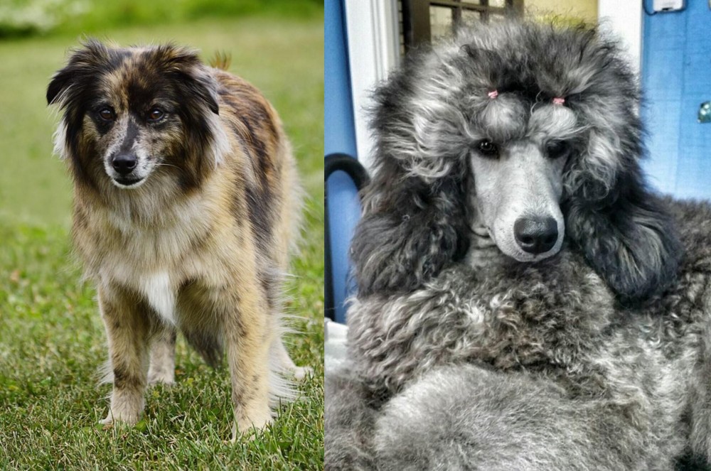 Standard Poodle vs Pyrenean Shepherd - Breed Comparison