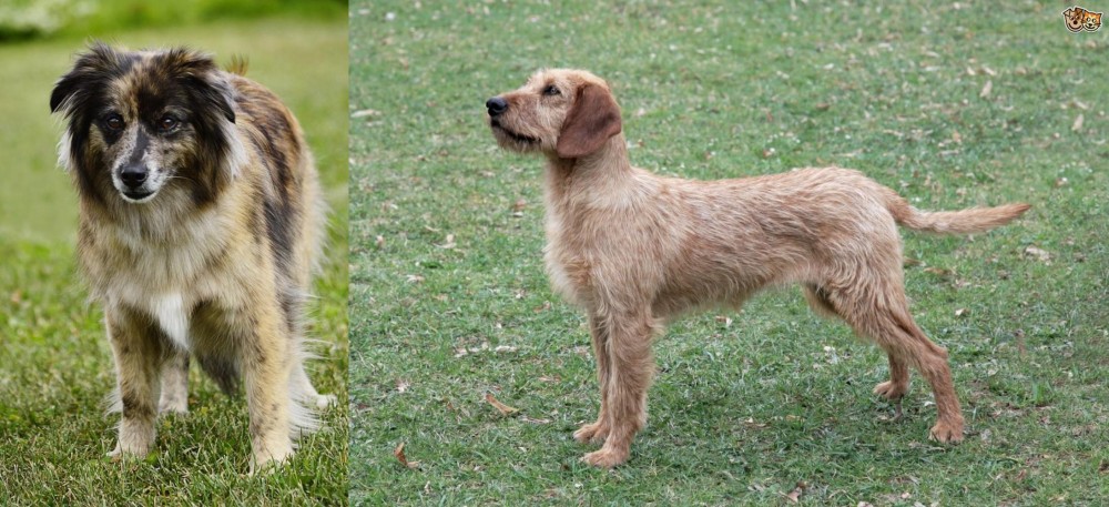 Styrian Coarse Haired Hound vs Pyrenean Shepherd - Breed Comparison