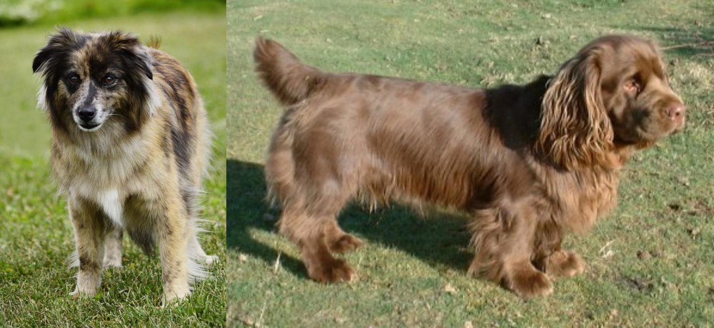Sussex Spaniel vs Pyrenean Shepherd - Breed Comparison