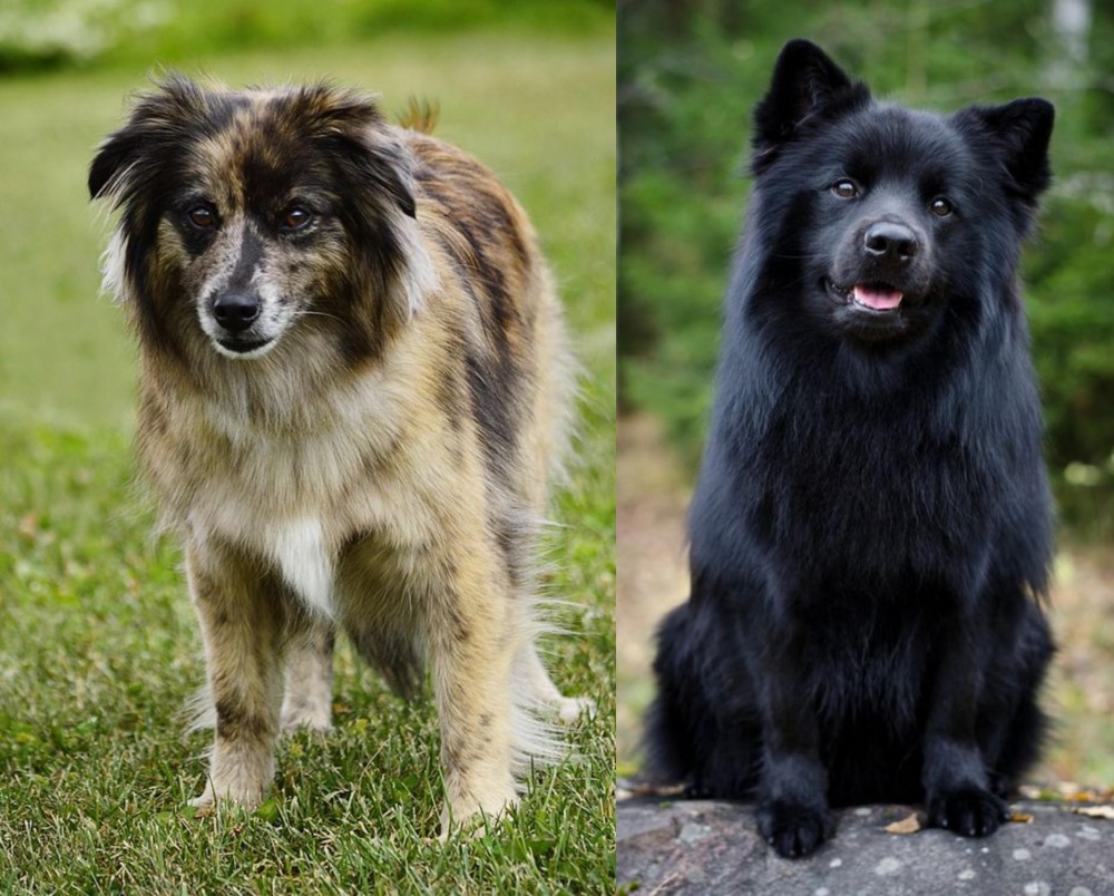 Swedish Lapphund vs Pyrenean Shepherd - Breed Comparison