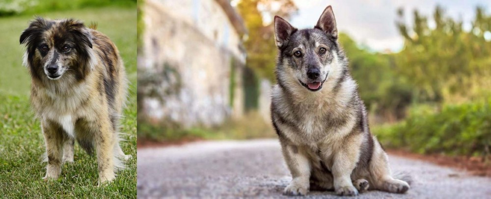 Swedish Vallhund vs Pyrenean Shepherd - Breed Comparison