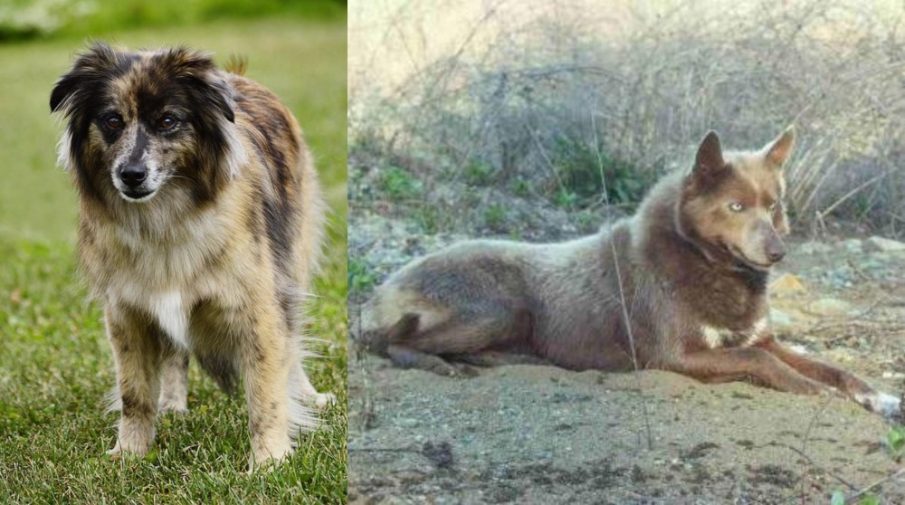 Tahltan Bear Dog vs Pyrenean Shepherd - Breed Comparison