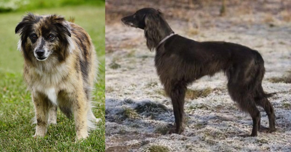 Taigan vs Pyrenean Shepherd - Breed Comparison