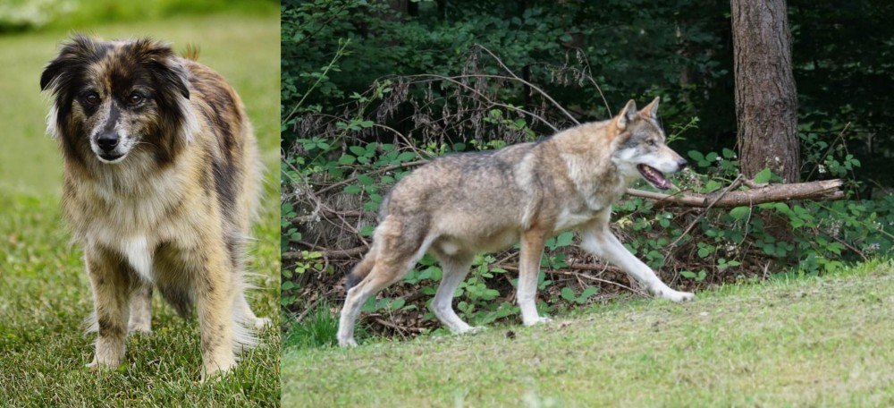 Tamaskan vs Pyrenean Shepherd - Breed Comparison