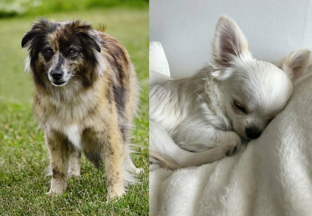 Tea Cup Chihuahua vs Pyrenean Shepherd - Breed Comparison