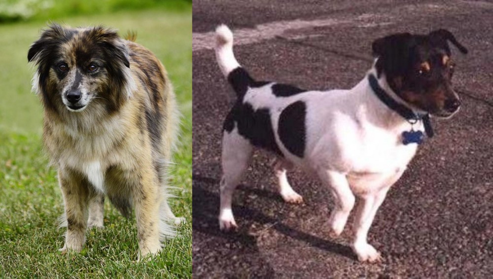 Teddy Roosevelt Terrier vs Pyrenean Shepherd - Breed Comparison