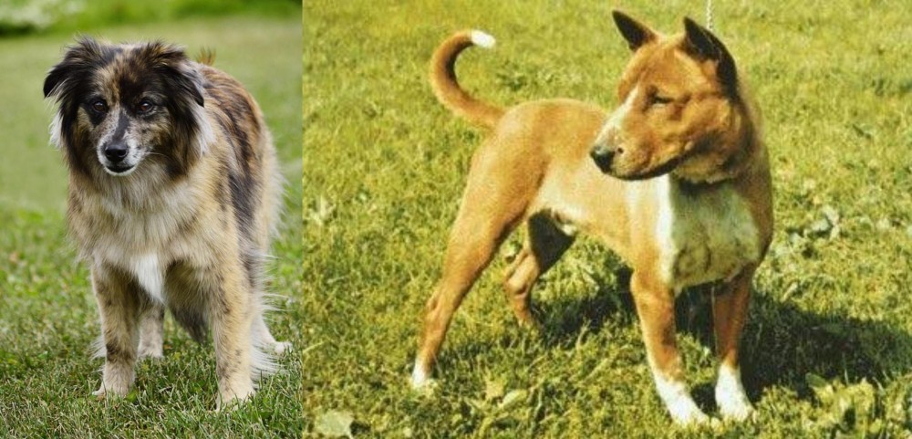 Telomian vs Pyrenean Shepherd - Breed Comparison
