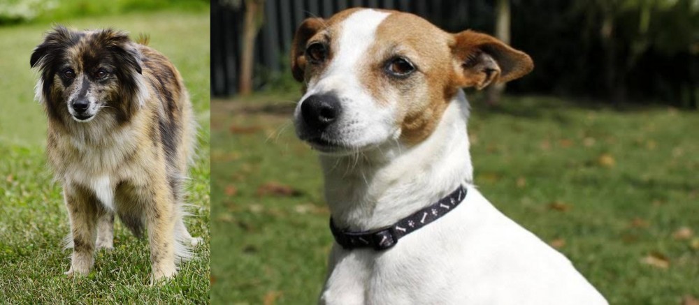 Tenterfield Terrier vs Pyrenean Shepherd - Breed Comparison