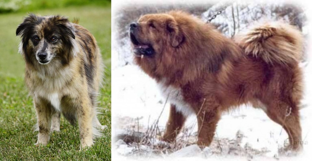 Tibetan Kyi Apso vs Pyrenean Shepherd - Breed Comparison
