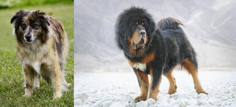 Tibetan Mastiff vs Pyrenean Shepherd - Breed Comparison