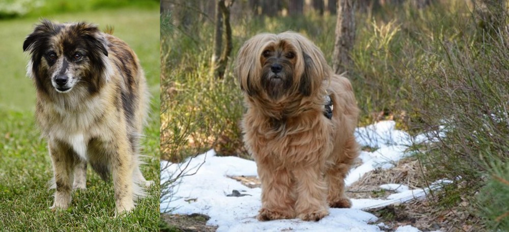Tibetan Terrier vs Pyrenean Shepherd - Breed Comparison