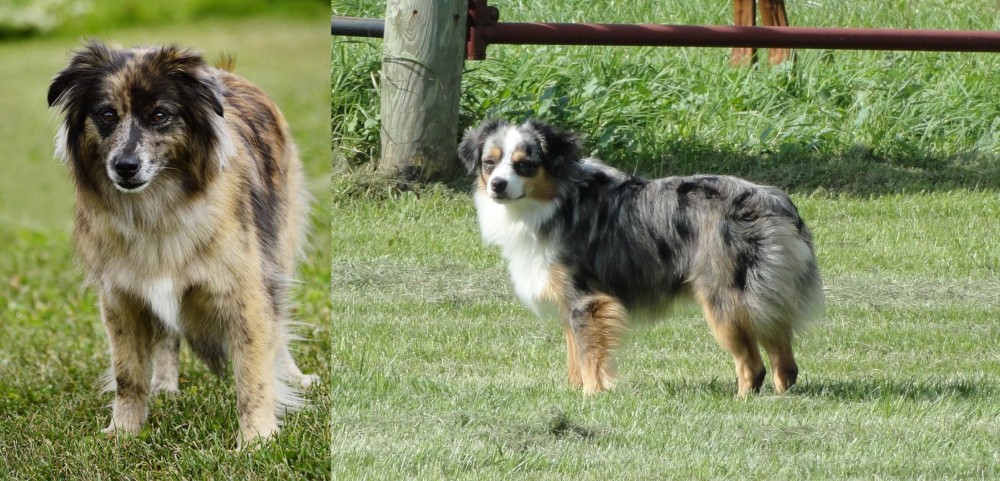 Toy Australian Shepherd vs Pyrenean Shepherd - Breed Comparison