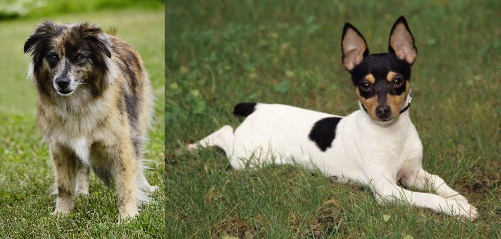 Toy Fox Terrier vs Pyrenean Shepherd - Breed Comparison