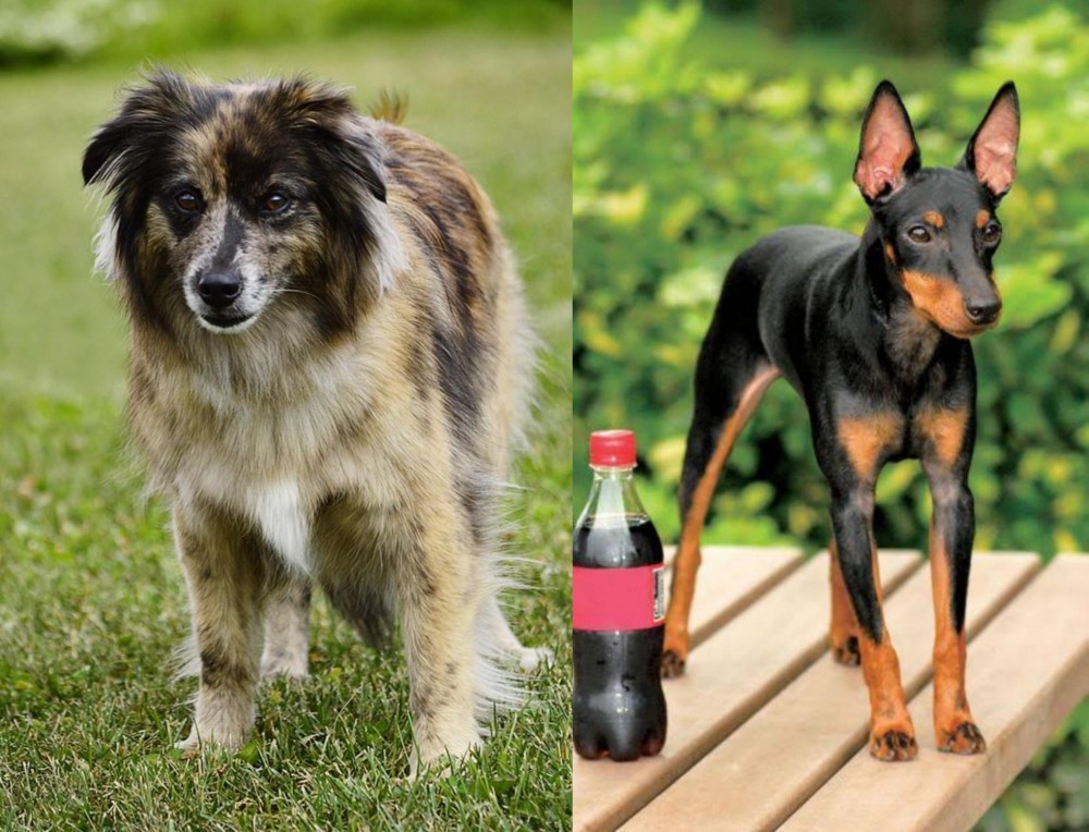 Toy Manchester Terrier vs Pyrenean Shepherd - Breed Comparison