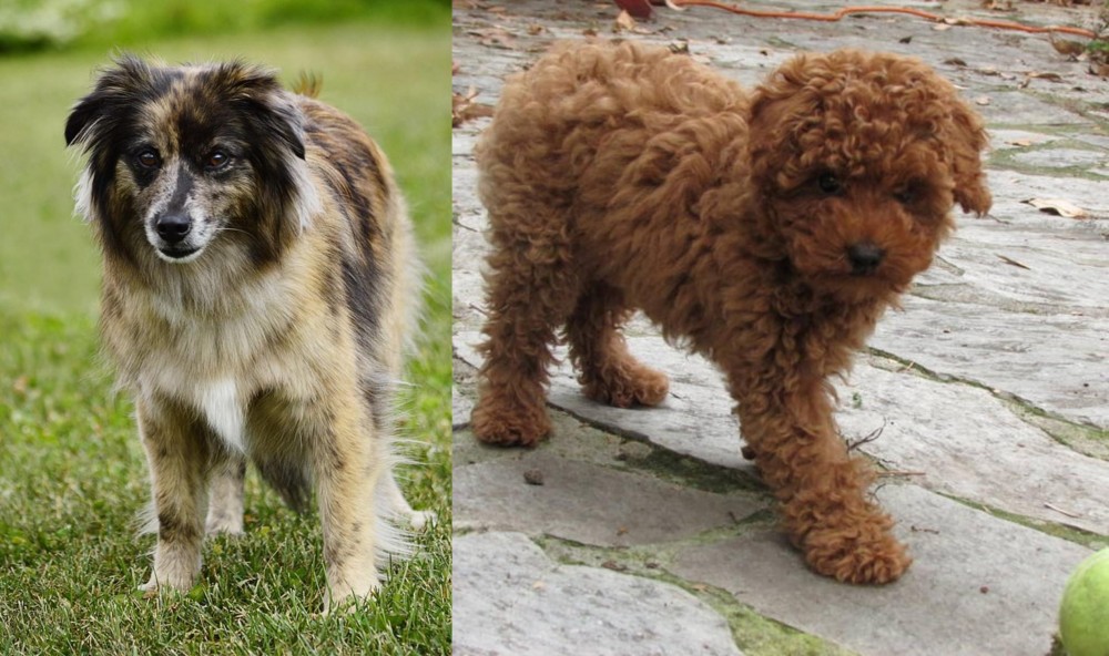 Toy Poodle vs Pyrenean Shepherd - Breed Comparison