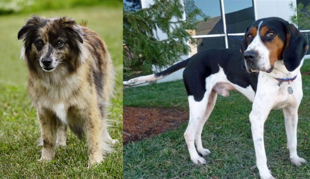 Treeing Walker Coonhound vs Pyrenean Shepherd - Breed Comparison