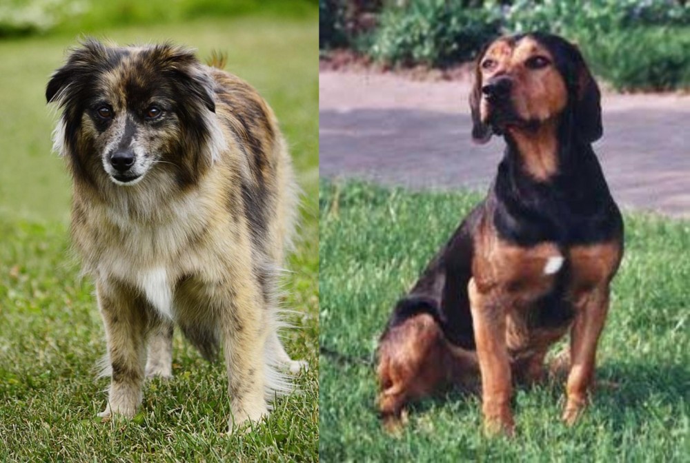 Tyrolean Hound vs Pyrenean Shepherd - Breed Comparison