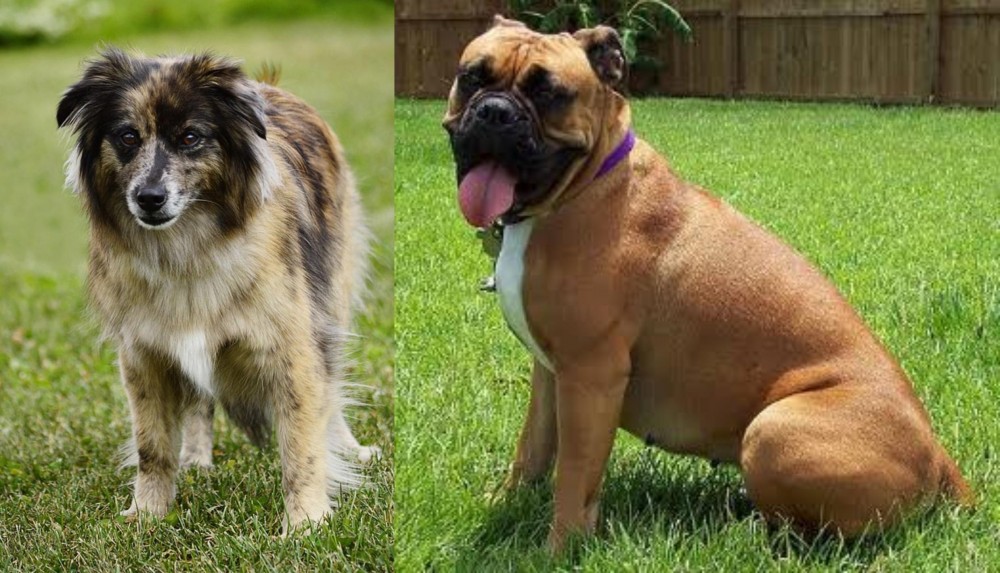 Valley Bulldog vs Pyrenean Shepherd - Breed Comparison