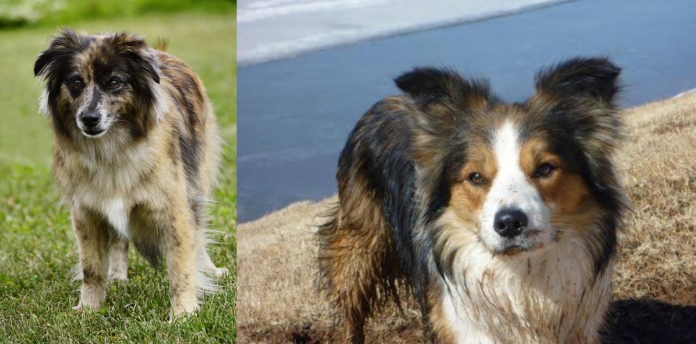 Welsh Sheepdog vs Pyrenean Shepherd - Breed Comparison