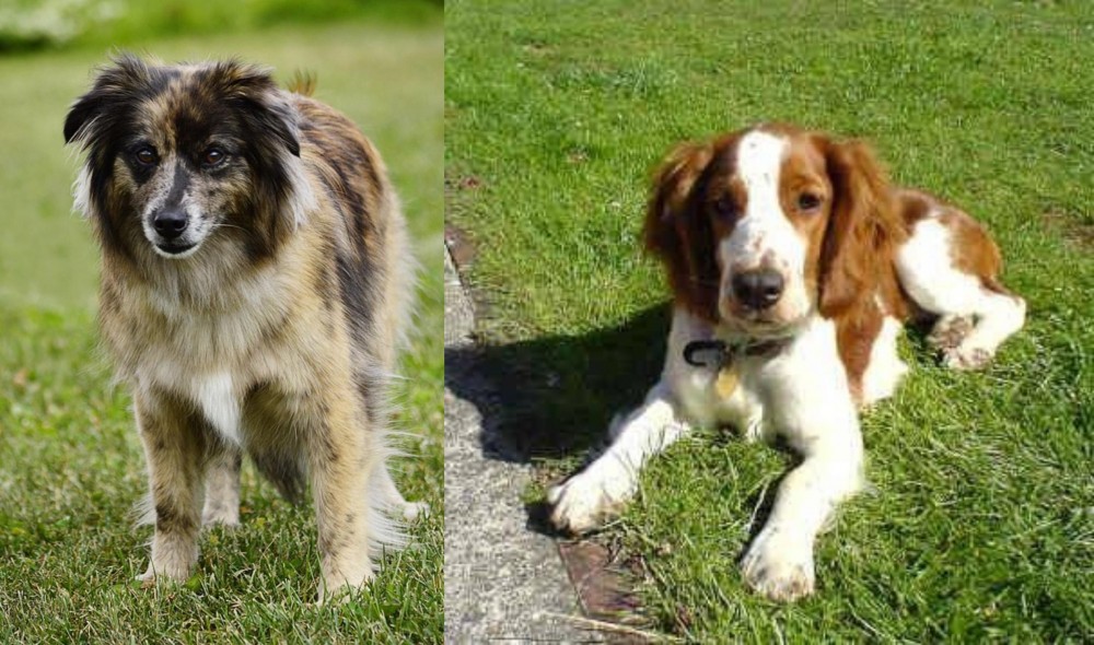Welsh Springer Spaniel vs Pyrenean Shepherd - Breed Comparison