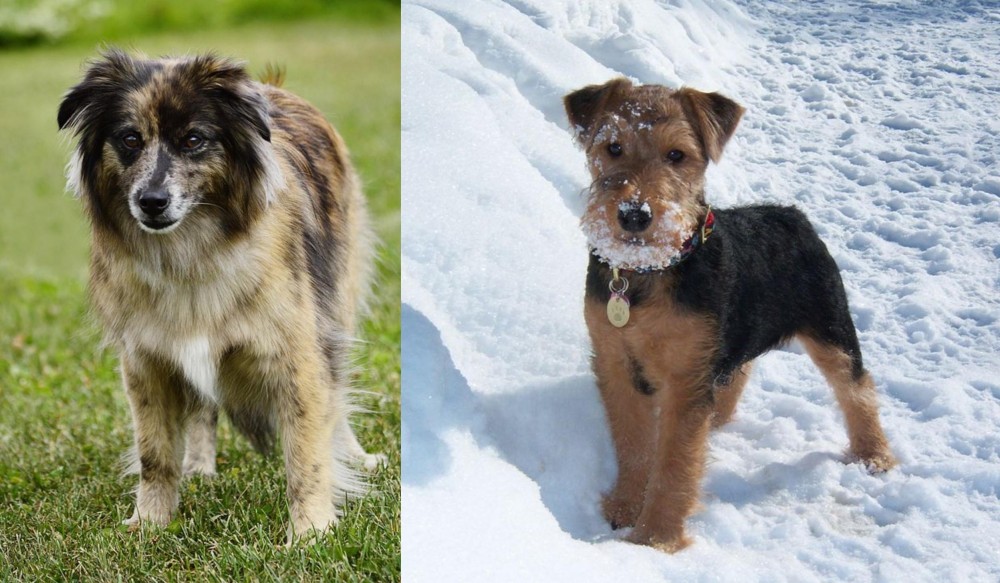 Welsh Terrier vs Pyrenean Shepherd - Breed Comparison