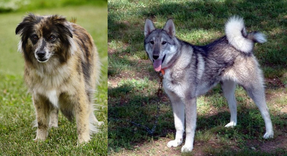 West Siberian Laika vs Pyrenean Shepherd - Breed Comparison