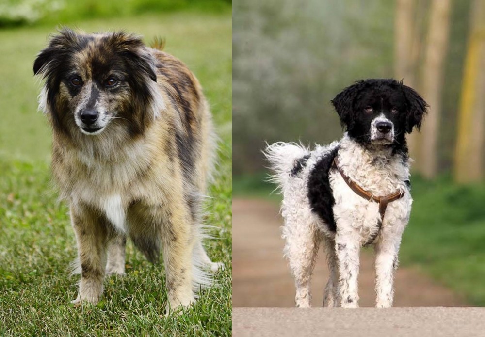 Wetterhoun vs Pyrenean Shepherd - Breed Comparison