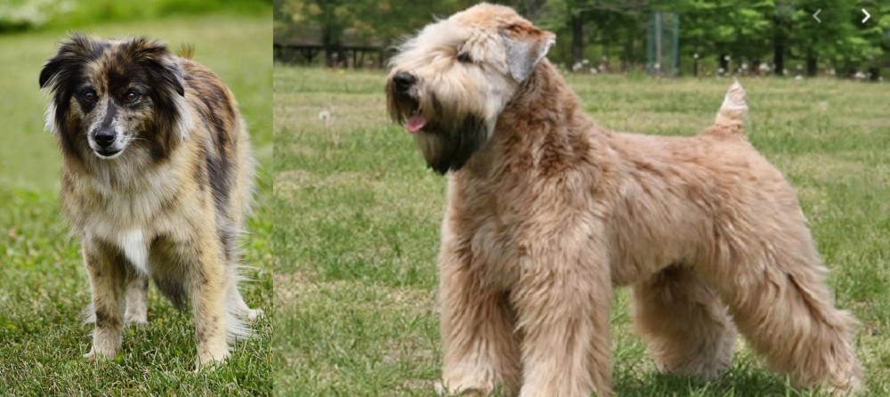 Wheaten Terrier vs Pyrenean Shepherd - Breed Comparison