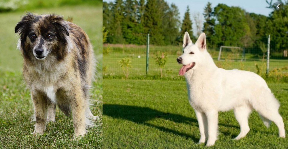 White Shepherd vs Pyrenean Shepherd - Breed Comparison