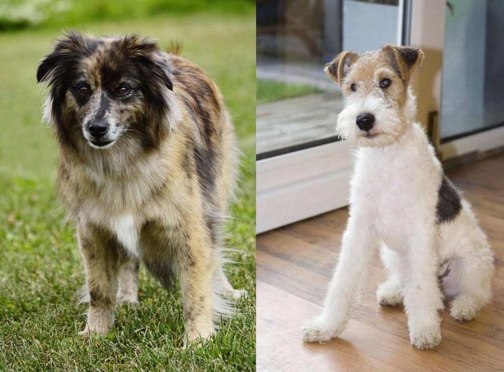 Wire Fox Terrier vs Pyrenean Shepherd - Breed Comparison