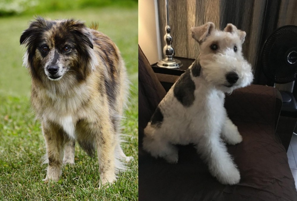 Wire Haired Fox Terrier vs Pyrenean Shepherd - Breed Comparison
