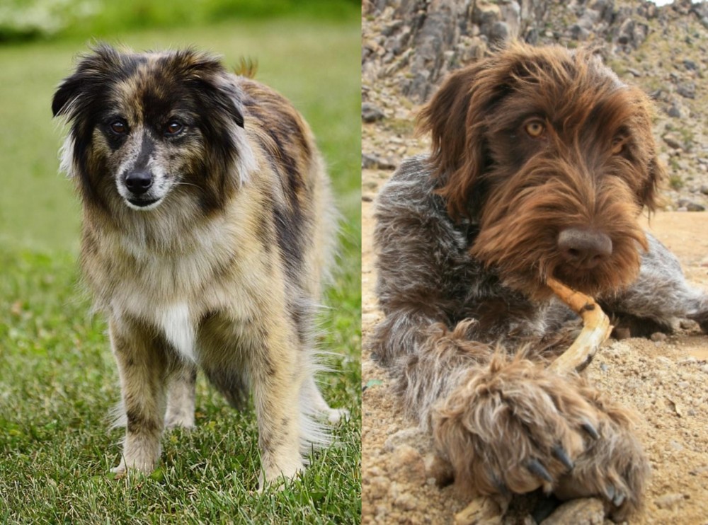 Wirehaired Pointing Griffon vs Pyrenean Shepherd - Breed Comparison