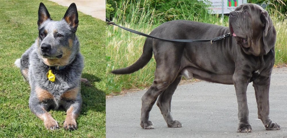 Neapolitan Mastiff vs Queensland Heeler - Breed Comparison