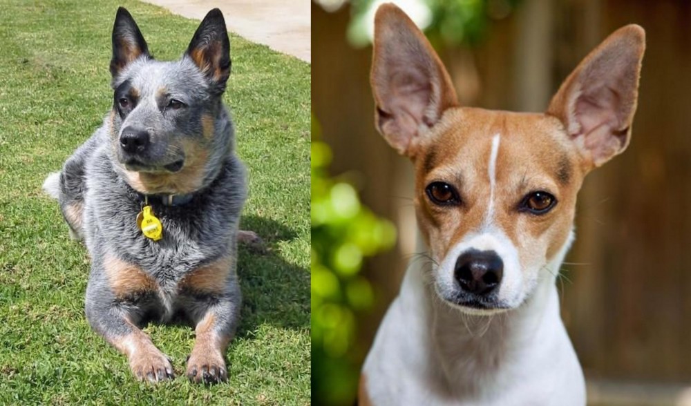 Rat Terrier vs Queensland Heeler - Breed Comparison