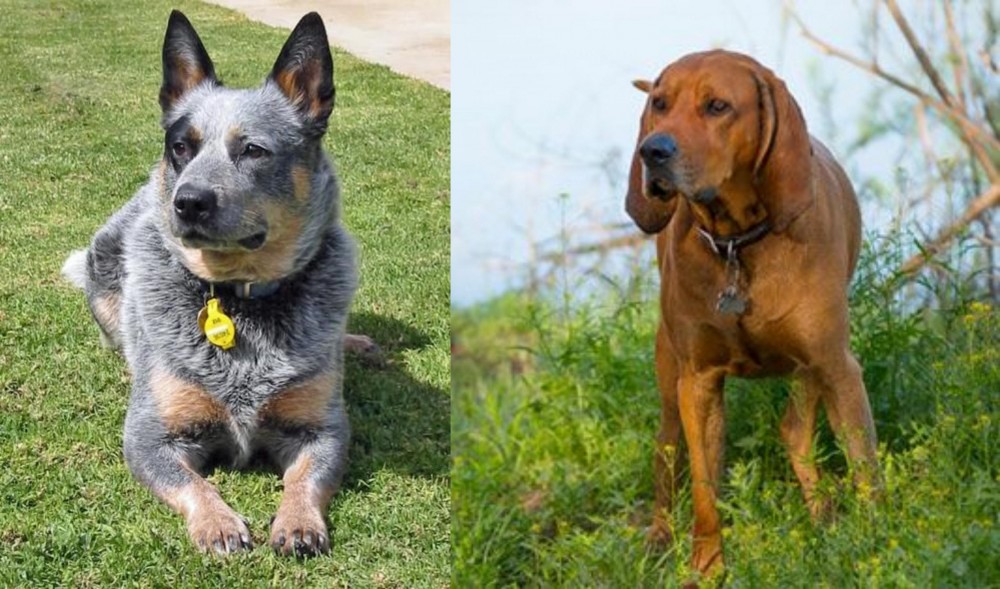 Redbone Coonhound vs Queensland Heeler - Breed Comparison