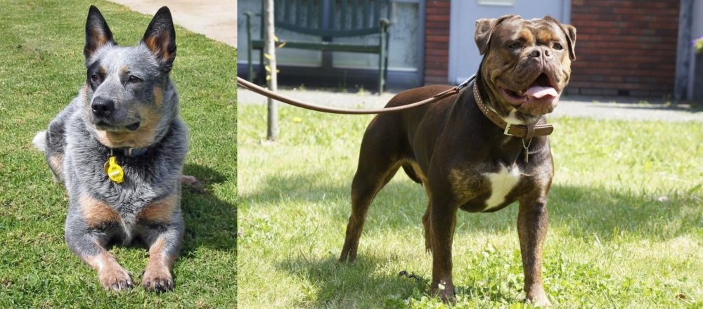 Renascence Bulldogge vs Queensland Heeler - Breed Comparison