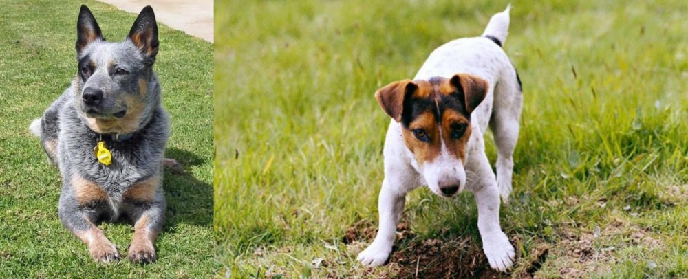 Russell Terrier vs Queensland Heeler - Breed Comparison