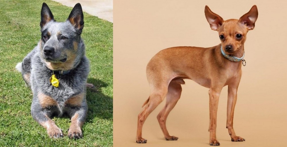Russian Toy Terrier vs Queensland Heeler - Breed Comparison