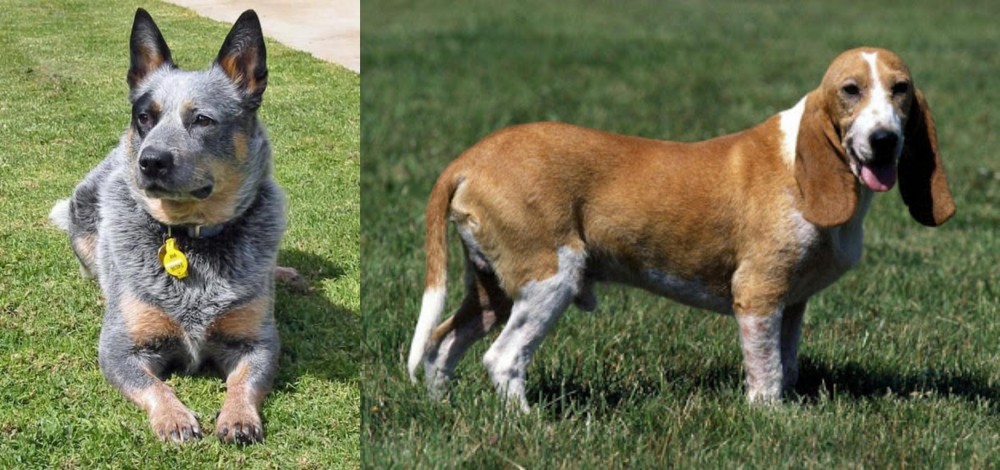 Schweizer Niederlaufhund vs Queensland Heeler - Breed Comparison