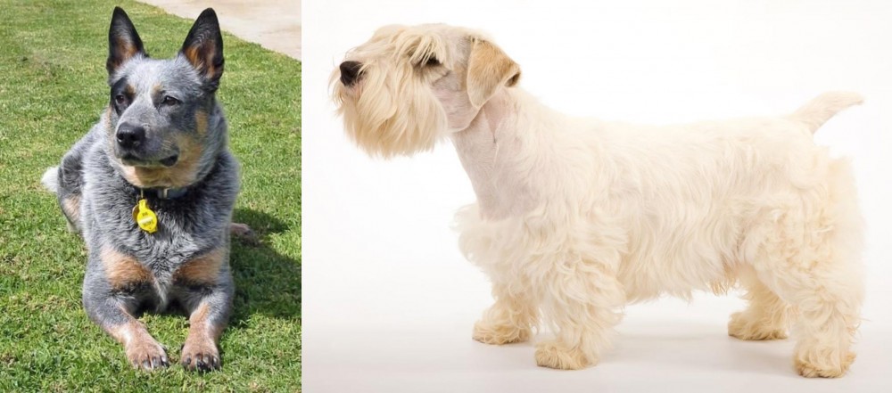 Sealyham Terrier vs Queensland Heeler - Breed Comparison
