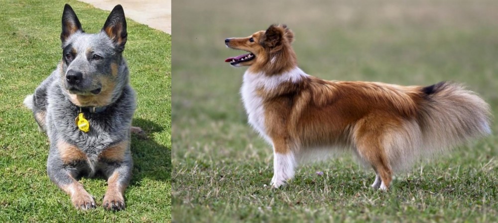 Shetland Sheepdog vs Queensland Heeler - Breed Comparison